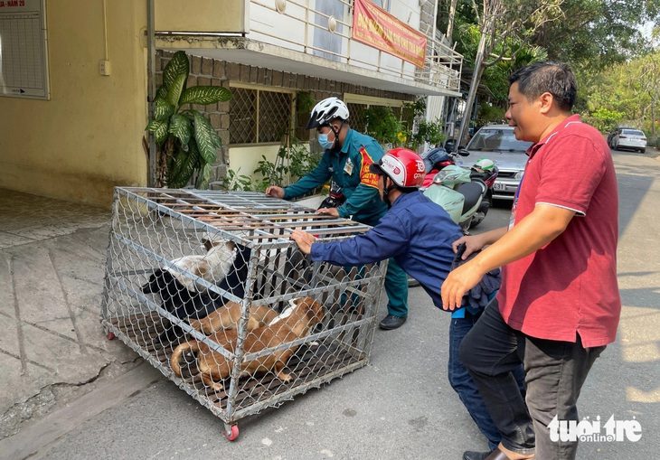 Chưa thể thành lập đội bắt chó thả rông với quy mô toàn TP.HCM- Ảnh 1. Chó thả rông sau khi bị bắt sẽ được nhốt tạm thời (khoảng 48 tiếng) và thông báo cho chủ chó qua các nhóm tin nhắn khu vực - Ảnh: CHÂU TUẤN